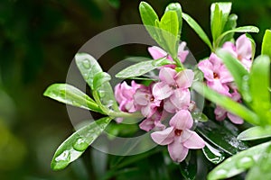 Daphne x transatlantica Pink Fragrance, tubular flowers